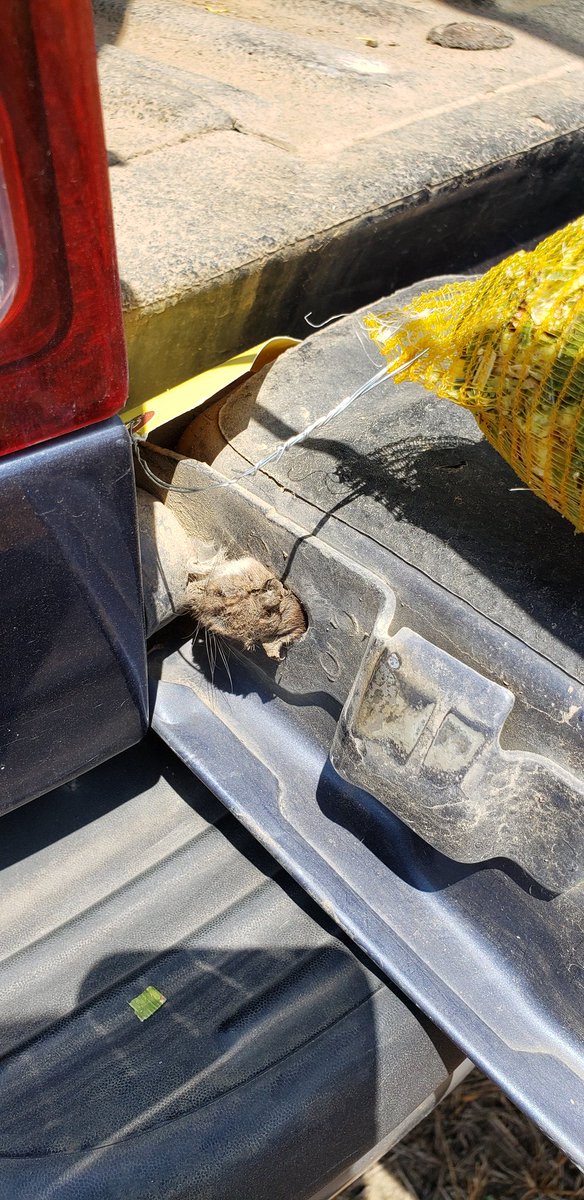VaRoses's tweet photo. Harvesting our silage variety trial at the East TN Research and Education Center. It's a hot job, but someone's got to do it. With @wbracey96 and team mascot, the mouse that is still stuck in the tailgate. One more loc to go and we will be done with #TNovtSilage for #TNovt2019. https://t.co/0omm7QxPWF