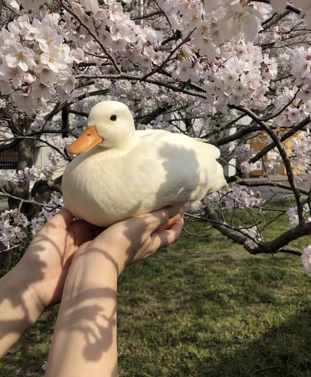 Duck Of The Day tweet media