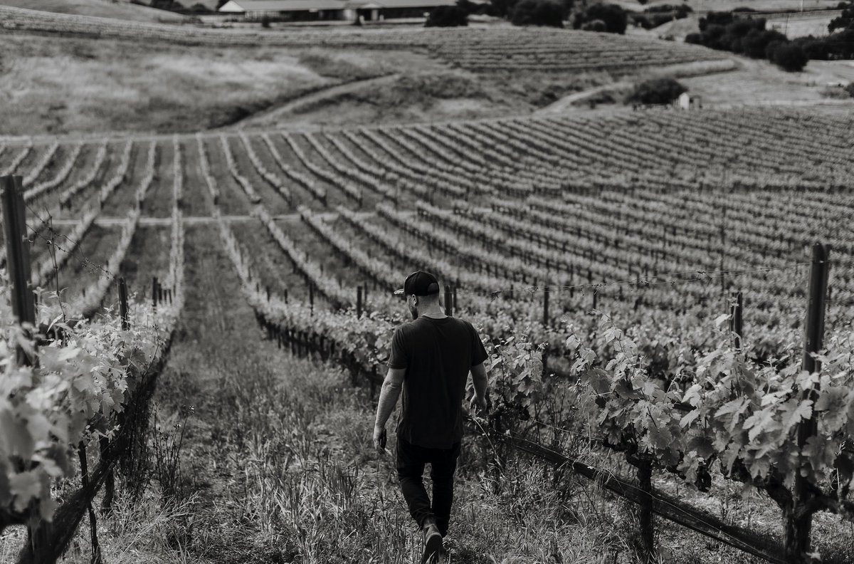 levowine's tweet photo. And the countdown begins...#Harvest2019 https://t.co/OOIZGcGUfu