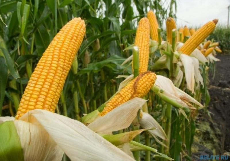 Два белгородца попались на краже кукурузы с поля  belive.ru/chp/prestuplen…