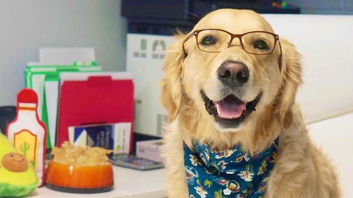 Woofs! Anybody else out there working like a dog today? #WorkLikeADogDay #dogfriendlyoffice #officedog 🐾 KORU BEAR is your #dogsatwork #employeeoftheweek 🐶