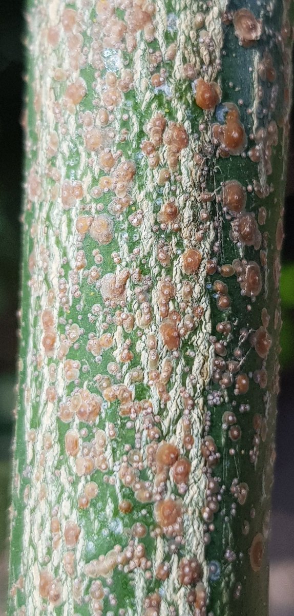 opcitex's tweet photo. The amount of citrus red scale on the wood is huge in some orchards. All the stages are present at the time. How to decide the second generation here? By the way, the absence of parasitism by Aphytis sp. is total here. https://t.co/xt71bSNa7d