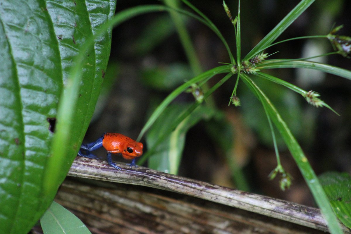 Strawberry poison frogs are feeling the heat. 🌡Our scientists created mini habitats to learn more about their comfort zones and the impacts of deforestation. bit.ly/StrawberryFrogs