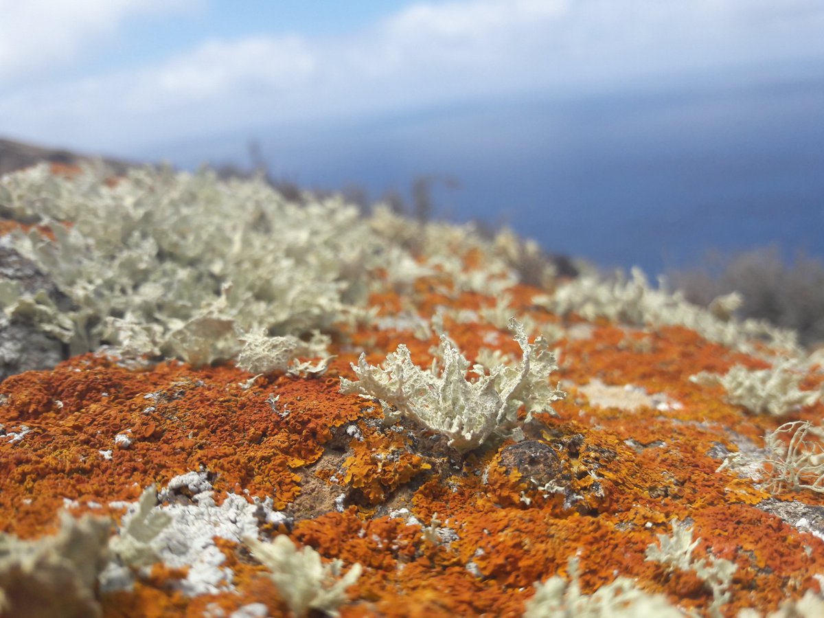 Finally for today, just want to share some pics of the gorgeous  #lichens and  #Euphorbia shrubs that brighten up our long days in the field on rocky Alegranza.  If anyone knows the little plant nxt to the lichen on the 3rd pic, please do let me know!   #EF2019 [44/n]