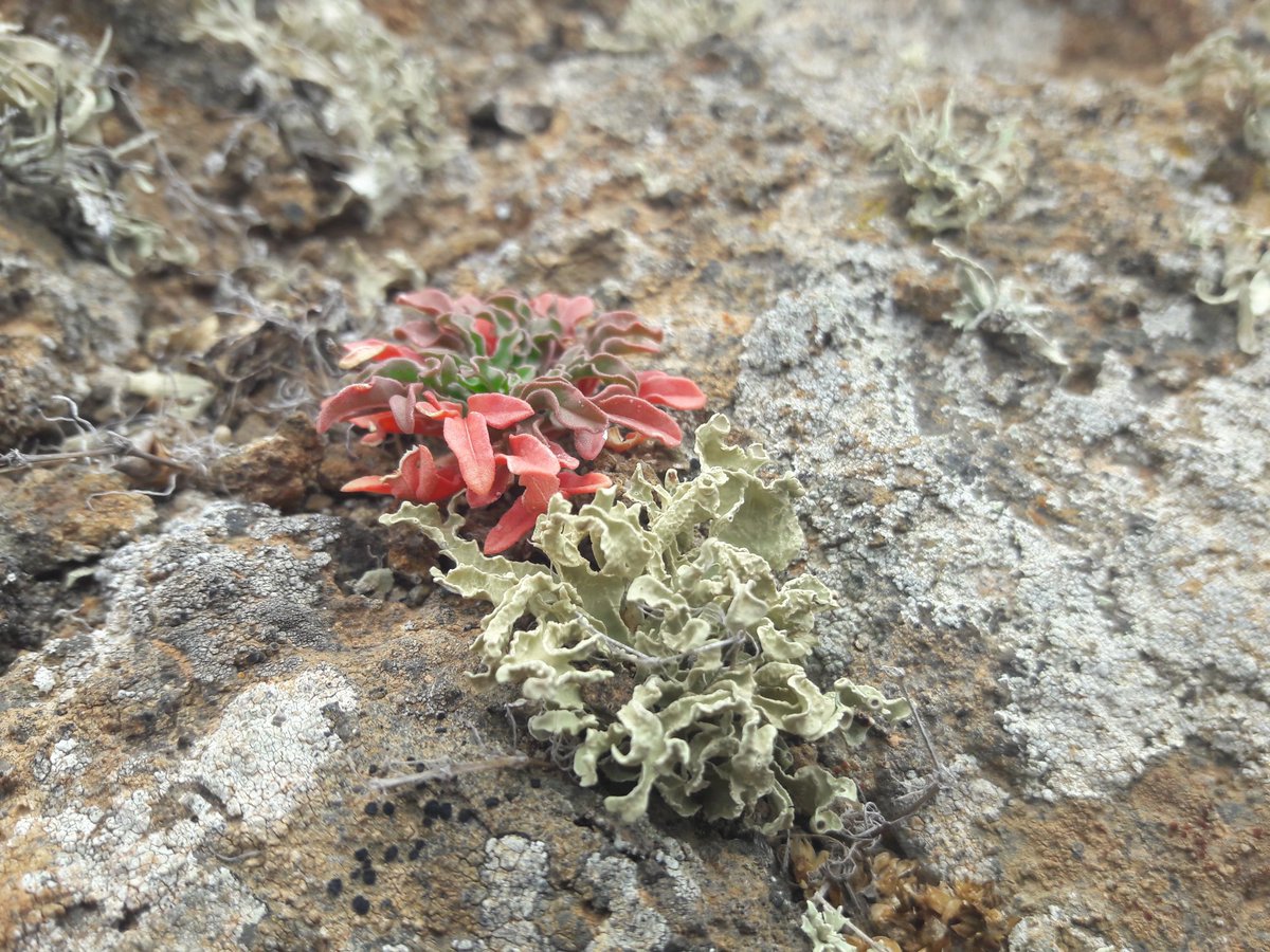 Finally for today, just want to share some pics of the gorgeous  #lichens and  #Euphorbia shrubs that brighten up our long days in the field on rocky Alegranza.  If anyone knows the little plant nxt to the lichen on the 3rd pic, please do let me know!   #EF2019 [44/n]