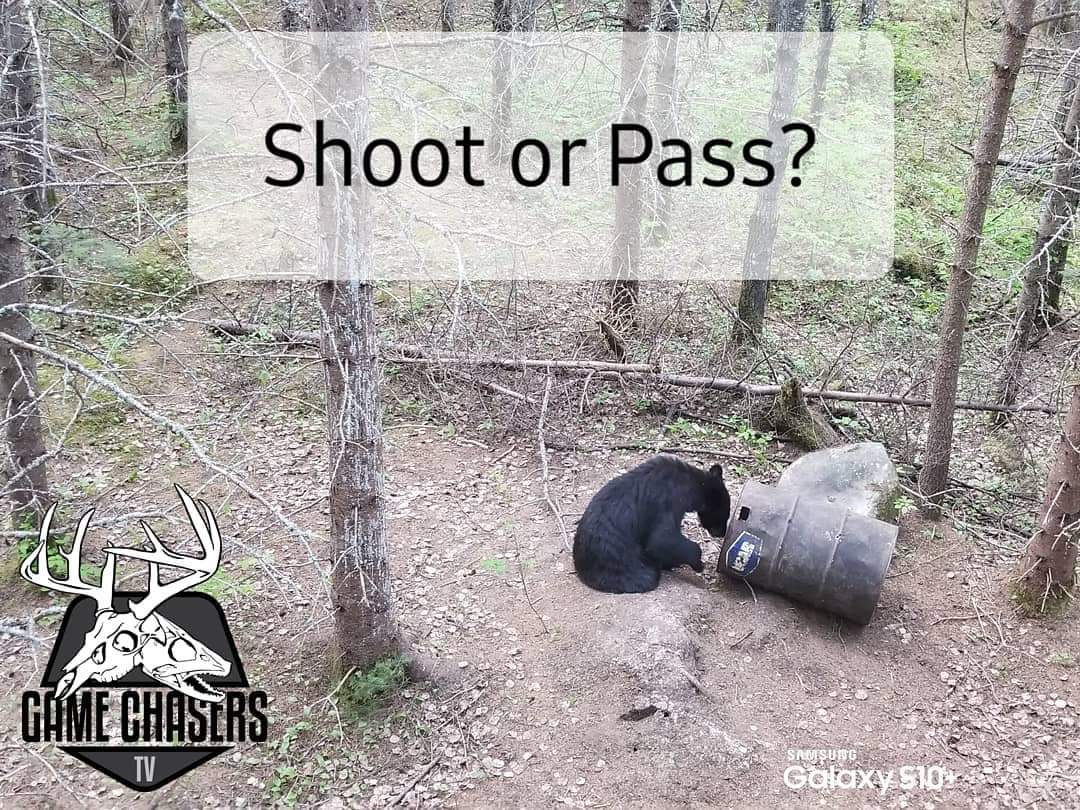 Would you shoot or pass and why?