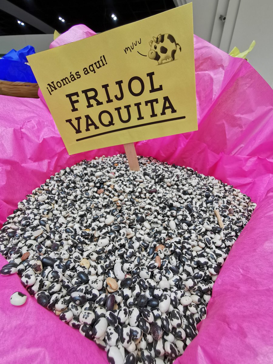 FoodandTravelMX's tweet photo. #DaleChamba al chile pasilla Mixe, al jitomate arriñonado, al frijol ayocote, al chile chilhuacle, al frijol vaquita, a la manzana panochera, a la pepita de calabaza gruesa, al chile poblano, a la pera de San Juan, entre otros. ¡Prepara diversos platillos! @WWF_Mexico https://t.co/y04ZF8MDR7