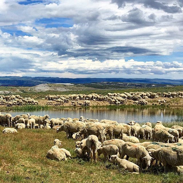 RedRefletRanch's tweet photo. A gorgeous sheep herd moving up to higher ground near the ranch.  Steeped in history, many Western sheep ranchers are of Basque descent, using ancient herding methods perfected in the Pyrenees mountains. Red Reflet is located in an area rich with intrigu… https://t.co/duppuDBBzg https://t.co/ETIYun8IUC