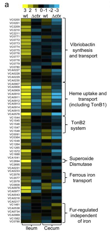 mmw_lmw's tweet photo. #Vibrio_cholerae Infection | #CholeraToxin promotes pathogen acquisition of host-derived haem and fatty acids | John Mekalanos @harvardmed @Nature https://t.co/gpzHEsOnIu https://t.co/ueZ3MeVQBF