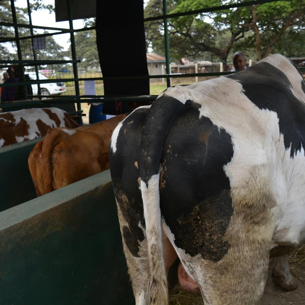 ArushaDistrict's tweet photo. Watalamu wa Kilimo na Mifugo, halmashauri ya Arusha, wamejipanga kutoa Elimu ya Kilimo na Mifugo kwa vitendo kupitia mashamba darasa kwenye Mabanda ya Halmashauri hiyo, wakati wote wa maonesho ya NANENANE yanayoendelea kwenye Viwanja vya Themi eneo la Njiro jijini Arusha. https://t.co/9lKRgvTguO
