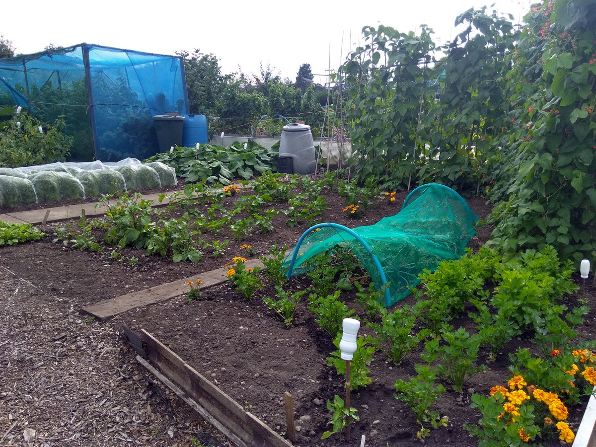 canudigit15's tweet photo. View from the #allotment #plot15 #plot9 #growyourown https://t.co/RuWYlnNini