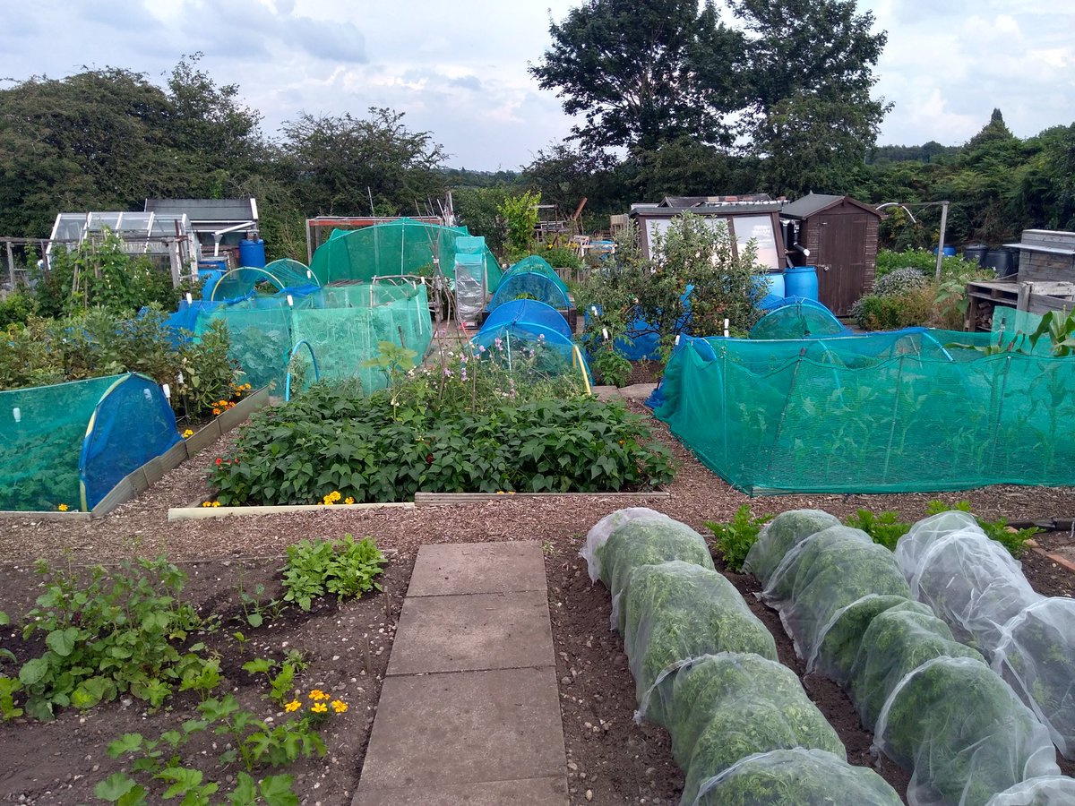 canudigit15's tweet photo. View from the #allotment #plot15 #plot9 #growyourown https://t.co/RuWYlnNini
