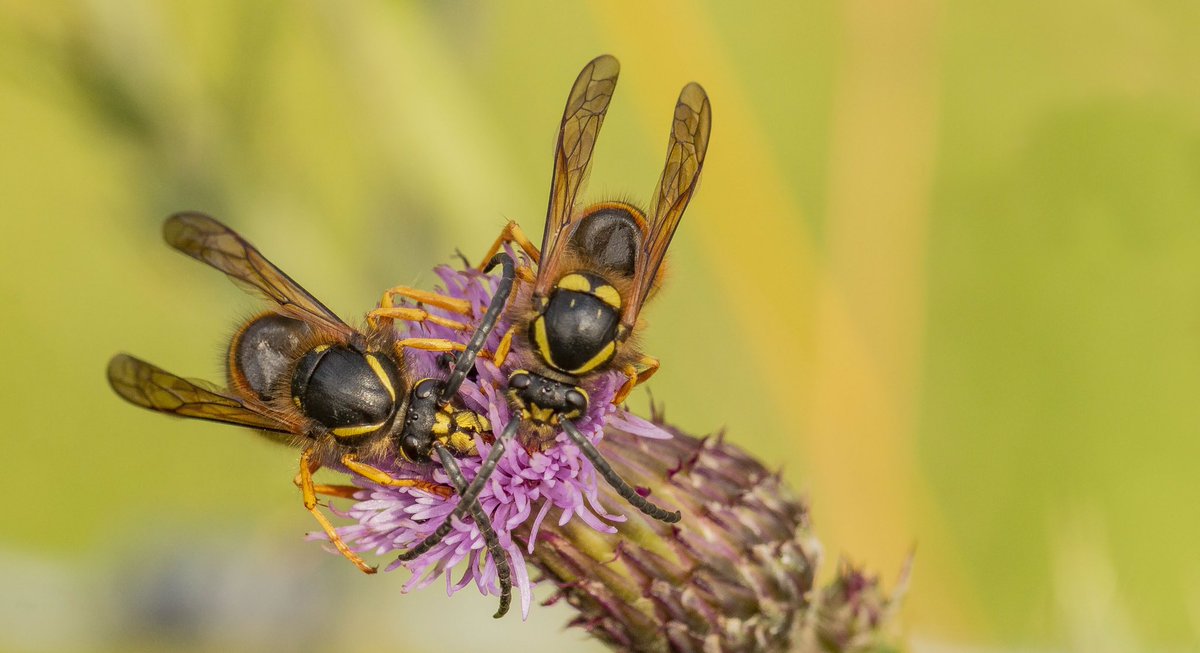 Micky_50's tweet image. Wasps