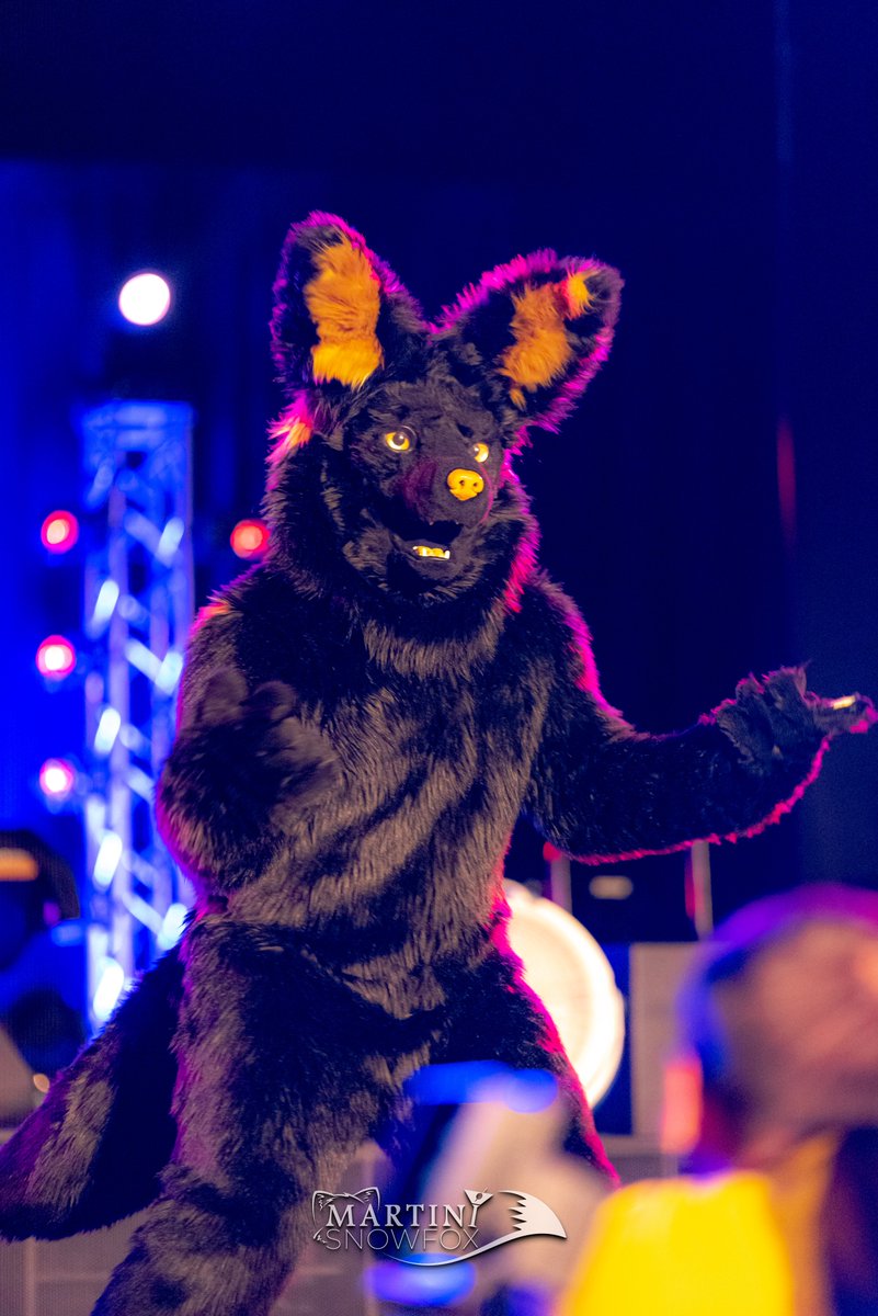 Behawolf's tweet image. Hello Twitter, 

Had a wonderful time at @DenFurCO Wanted to know who all got photos of me! I know @martinisnowfox got some good ones, here's what I looked like at the con! So people can tag me and others! #fursuit (credit to @martinisnowfox for the great pictures!)