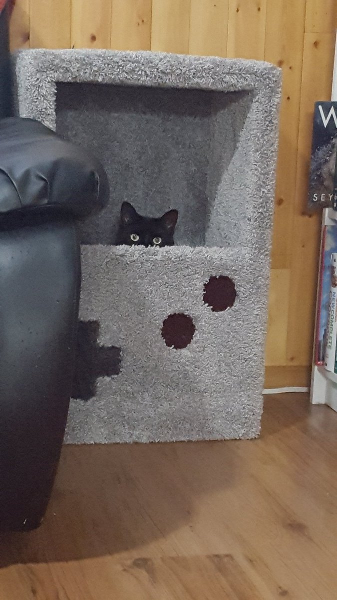 MegInks's tweet image. Was out of town for a wedding this weekend. Brought the cat a peace offering for being away. He approves of his new house.