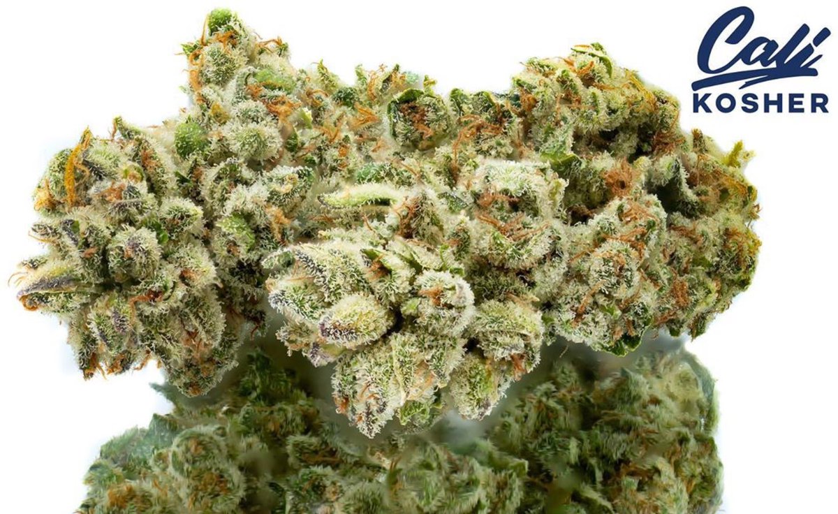cali_kosher's tweet photo. Sun grown Melonade ☀️🍋🔥 #justdoit #calikosher #kosher #organic #lightdep #cannabis #norcal #hightimes https://t.co/ZvABtzASnH