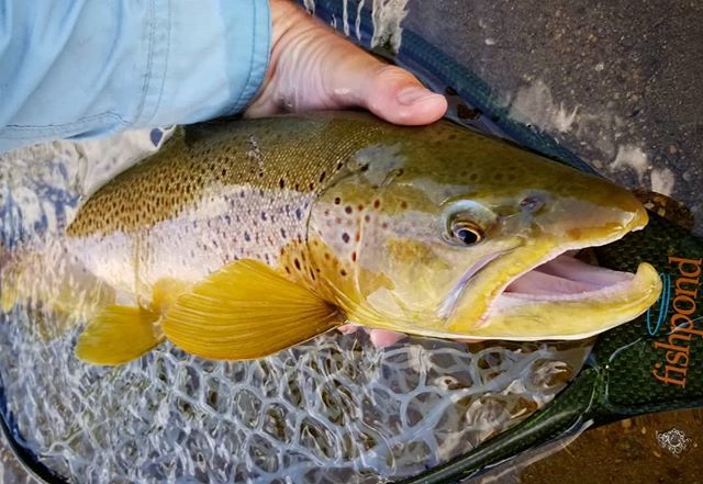InvrnsOtfttrs's tweet photo. I dont think I'll get another opportunity to fish this stretch of water again, but I'm grateful that I took a chance and had a couple great days of fishing. #fishdrycreek (via Instagram https://t.co/DI17fmHWO5) https://t.co/7FX7W4UExX