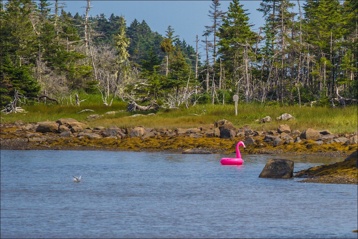 RellevartNS's tweet photo. Cruising HWY 316 Long Cove, Guysborough County when my passenger exclaims they spotted a pink flamingo out in the water.

Me: Pink flamingo!? Surely you meant, stork, crane, or heron?

Passenger: Nope, pink flamingo.

Turned the vehicle around to win an easy bet.

I lost the bet. https://t.co/5OWjDeiwy2
