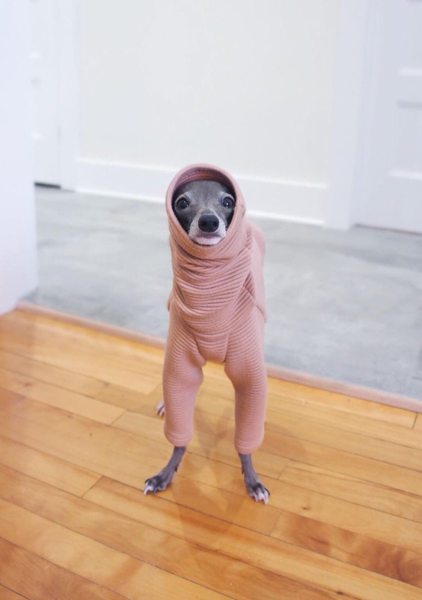 dog_rates's tweet photo. This is Tika. She is very smol and skinny and retains almost no body heat. Decided to try a few stylish solutions. 13/10 they are all delightful, Tika https://t.co/BNzj62N6tv