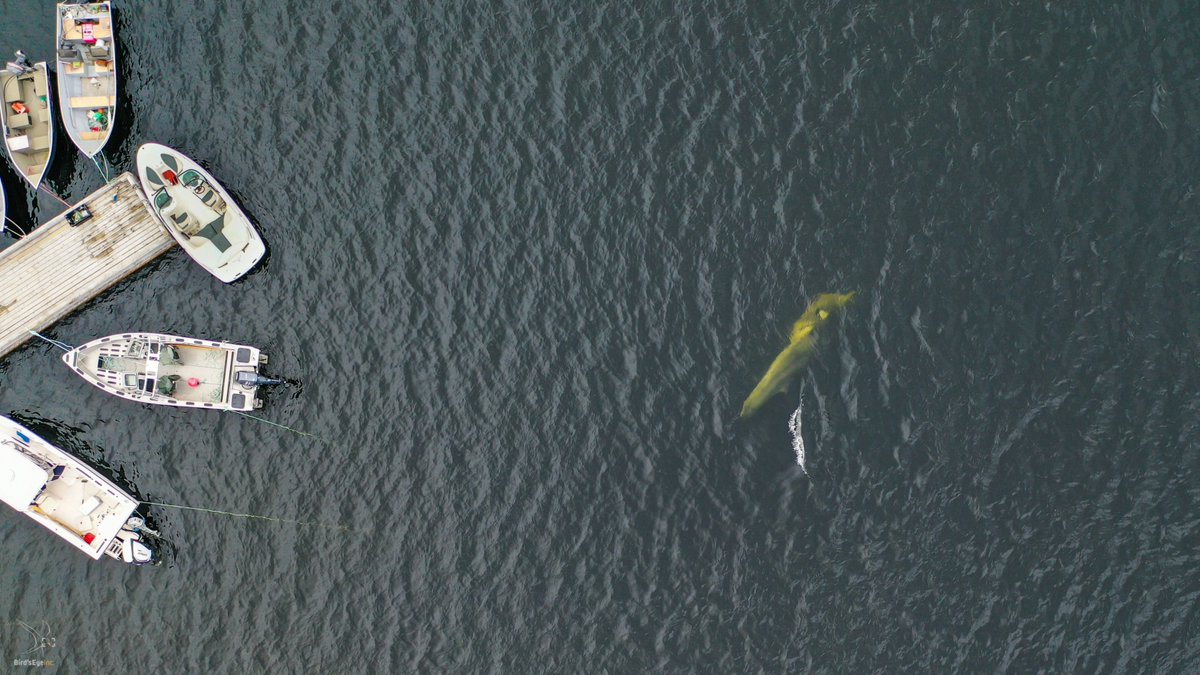 How close do the Grumpus (Minke whales) feed in Rigolet, Nunatsiavut?  Literally, a stones throw from the wharf! <a href="/NLtweets/">NewfoundlandLabrador</a> #explorenl @ExperienceNL @LabradorTweets <a href="/CBCIndigenous/">CBC Indigenous</a> <a href="/CBCNL/">CBC Newfoundland and Labrador</a> <a href="/downhomelife/">Downhome Publishing</a> <a href="/imappivut/">Imappivut (Our Oceans)</a> <a href="/trsmNunatsiavut/">Tourism Nunatsiavut</a> <a href="/DiscoverNL/">DiscoverNL</a> <a href="/Oceans_North/">Oceans North</a> <a href="/unikkaatuak/">Tradition&Transition</a> <a href="/tekMountain/">tekMountain</a>