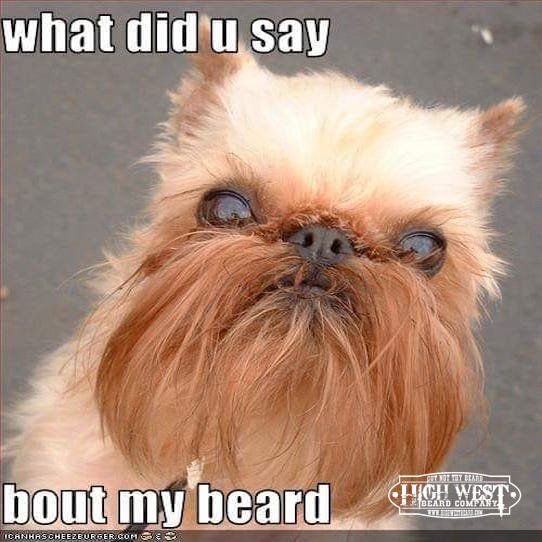 HighWestBeard's tweet photo. This pup definitely rocks some HighWest beard oil for sure! That beard is on point! If you respect your beard as much as this lil fella, trust HighWest Beard! 

https://t.co/tT6cI1eGqo 

#HighWestBeard #Bearded #Beardlife #LiveBearded #BeardOn #RespectTheBeard #BeardClub https://t.co/7fkbpOLQpa