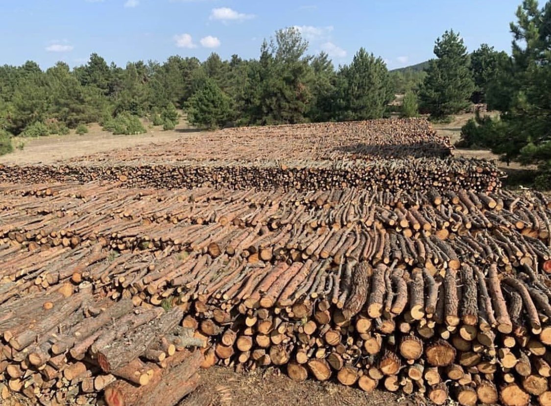 nillumm's tweet photo. We’r protesting against the Canadian Gold mining firm #AlamosGoldİnc , defending the nature in #idamountains ( #kazdağları )! The company has cut down 300.000 trees causing substantial environmental damage! @Canada https://t.co/r3dOv0FwzP