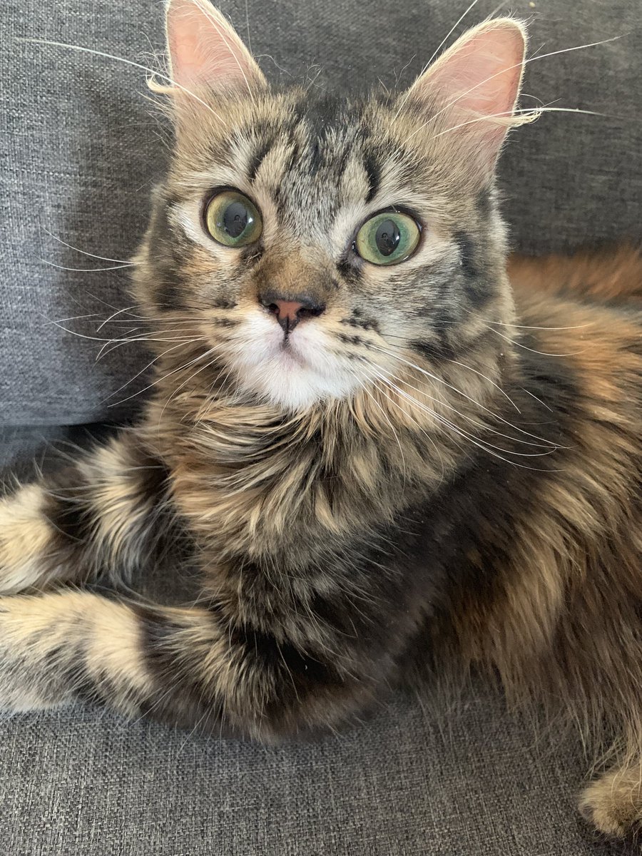 laiaaaads's tweet photo. He perdido a mi gata Fufi, es de color grisácea con tonos naranjas, con la barriga blanca y ojos verdes. Creemos que ha salido o se ha caído por la ventana pero no está en la terraza del bloque. Es en la zona del Besòs (Barcelona), si la veis mandadme un md porfa 🙏🏻 https://t.co/MR2HEOlGaY