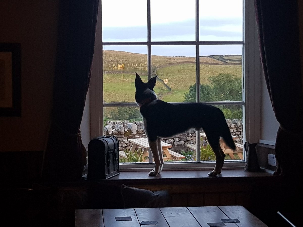 SaraheWilks's tweet photo. Latest photo of the very settled in rescue dog #pubwindow #YorkshireDales #appletreewick https://t.co/Su2G5z5ldw