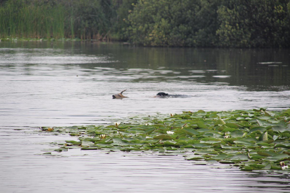 toezichttewater's tweet photo. Deze schokkende beelden willen wij u niet onthouden. Het effect van een loslopende hond in het waterrijke  @NationaalParkAF. Misschien helpt het. Dieren vrieden!? Hond aan de ........ https://t.co/9XVRDuoYUh