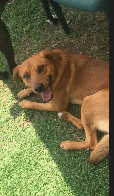 <a href="/PrrosPerdidosMX/">PerrosPerdidosMx</a> <a href="/_PatriciaAnaya/">Amo a los Perros</a> <a href="/perritosmexico/">Perritos en México</a> <a href="/salvemosperros/">Salvemos Un Perro</a> @cambiaundestino Hola a todos, ayuda para encontrar casa para nuestro amigo recatado hace unos meses; talla mediana y convive con otros perros