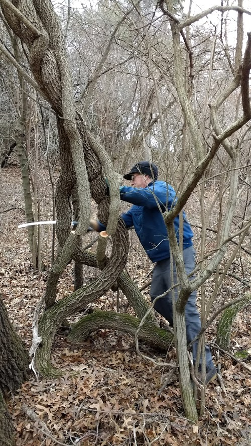TechlineNews's tweet photo. Oriental bittersweet was successfully removed from more than 120 acres in 2018, and treatment efforts continue. https://t.co/MENS0kT101 https://t.co/2ESHubup70