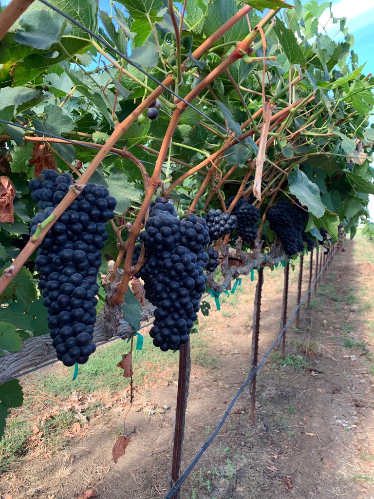 Redox_Nick's tweet photo. Check out these beautiful hangers. Result of #V-55! @redoxgrows #winegrapes #v-55 #mainstaysi #Qualityfertilizer #Qualityfruit #Qualitywine https://t.co/cnaZsuihgG