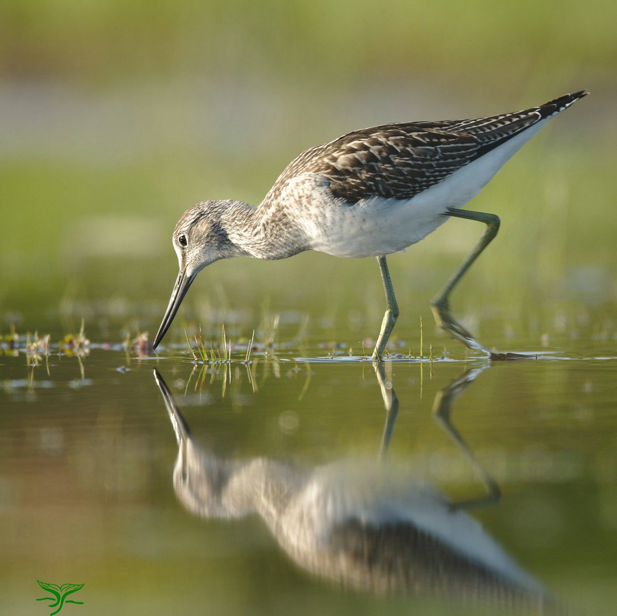 Juvenile greenshank today at Forvie National Nature Reserve   #scotnature #rspb