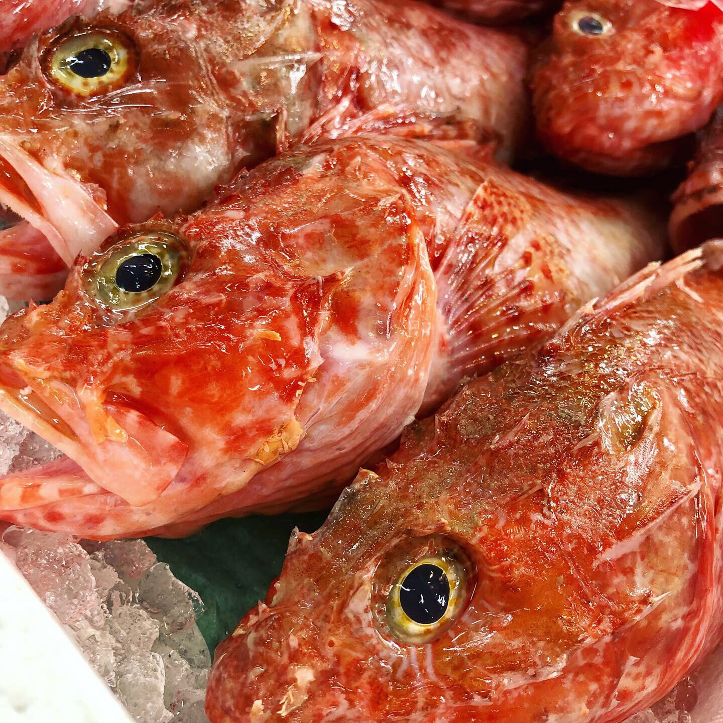 梭子魚 Twitter Search Twitter