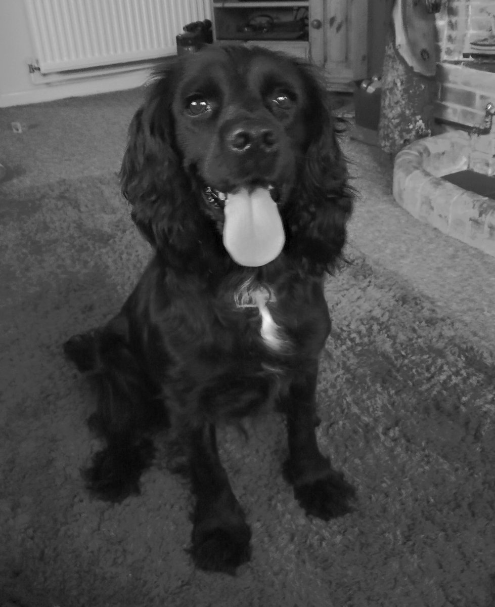 #foundfern tweet media