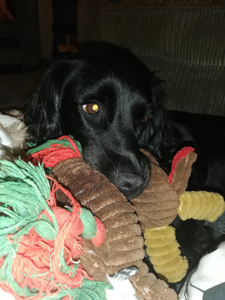 #foundfern tweet media