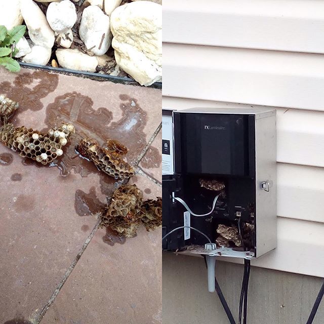 The previous installer never installed conduit which lead to 50 wasps moving in.  My guy got stung.  We will fix this!!! This is not how we do business #rehobothbeach #lewesbeach #showfield #delaware #ownthenight ift.tt/31pXgQJ