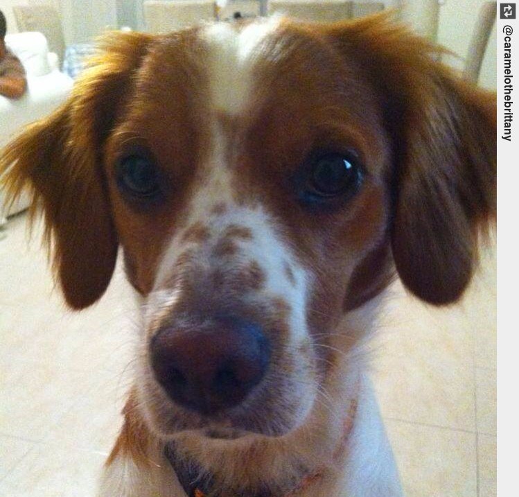 IngloriousDogs's tweet photo. 😈 #brittanysofinsta #CarameloTheBrittany #puppy #puppylove #dogsofinstagram https://t.co/QsXgfiumVQ