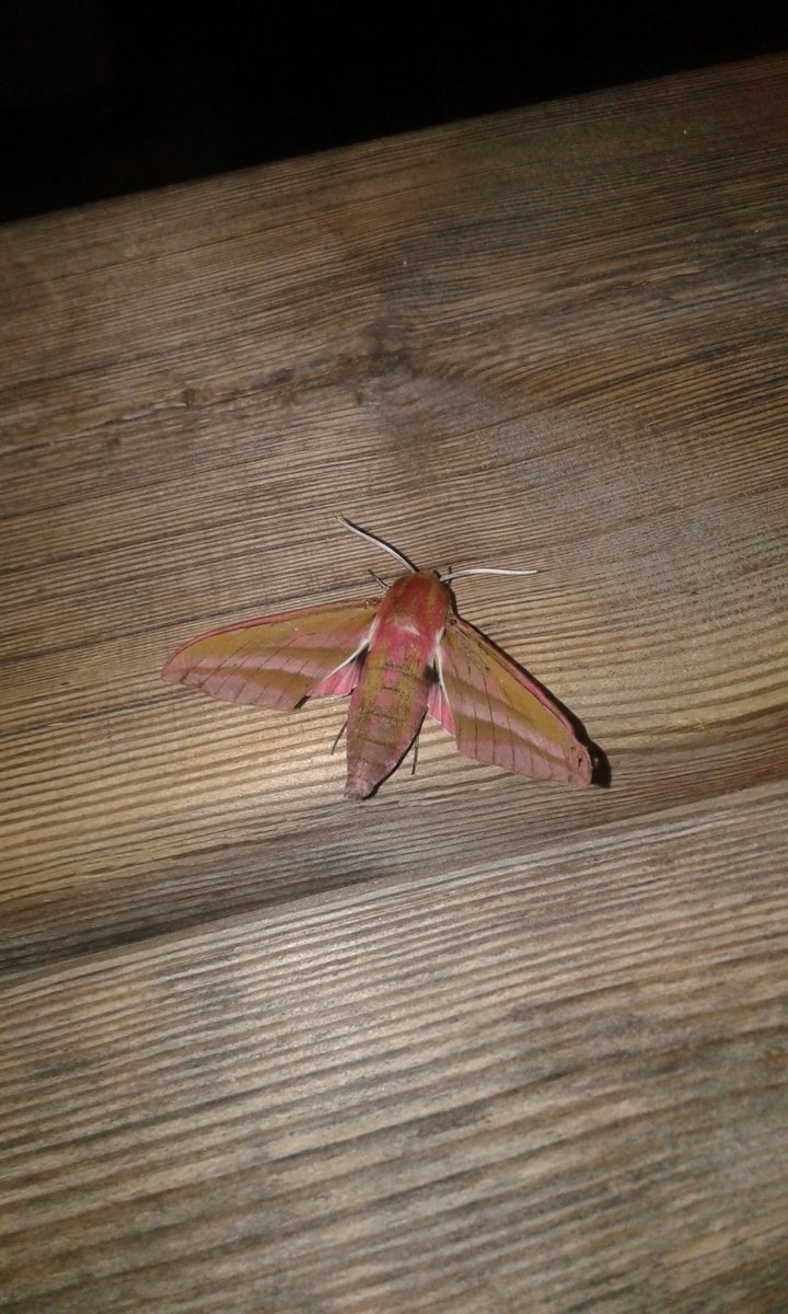 Frankle_Bankle's tweet photo. @BritishMoths https://t.co/A4zQ4tcqOo