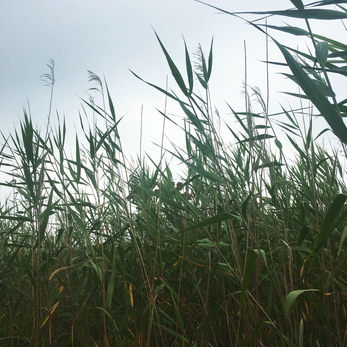 metaphytics's tweet photo. #monocotmonday phragmites is damn near everywhere, but every once in a while i stumble across the native species. american reed (Phragmites americanus) differs by forming less dense stands, having reddish stems with loose leaf sheaths, and a few other details. #nature #botany https://t.co/meP5Rww1xR