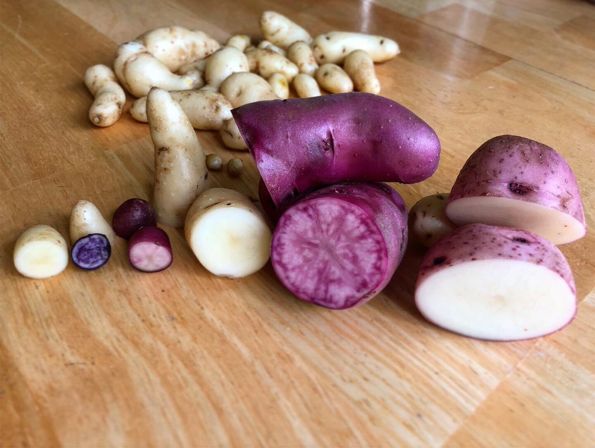 Potato season!🥔 #TinasTinyGarden