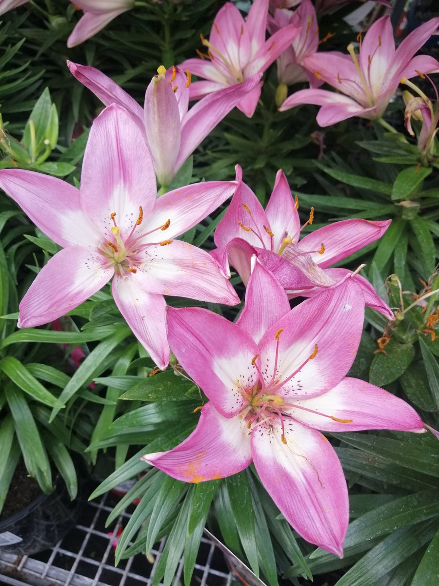 officeemo's tweet photo. Enough negativity for one night, pls enjoy these photos of flowers, I picked them just for u ✨ https://t.co/XYNdXSQGbE