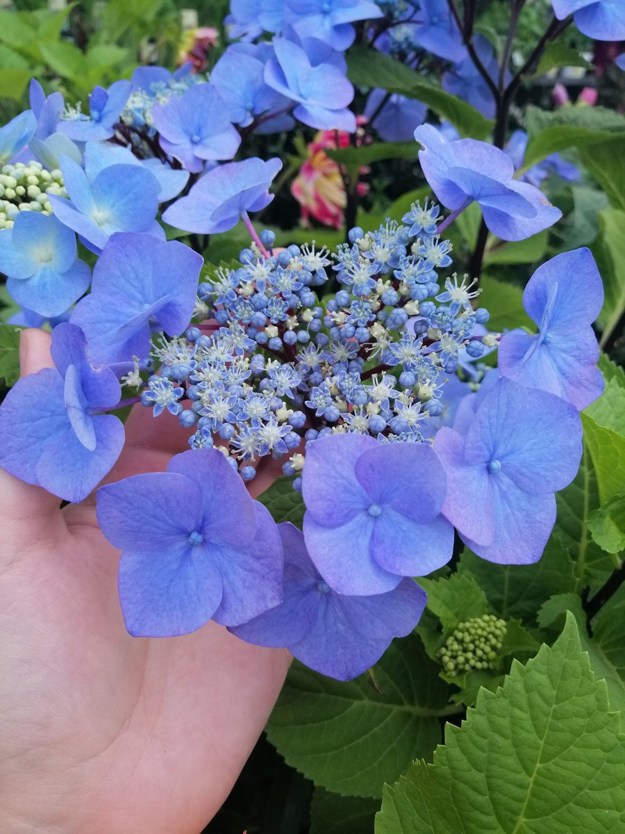 officeemo's tweet photo. Enough negativity for one night, pls enjoy these photos of flowers, I picked them just for u ✨ https://t.co/XYNdXSQGbE