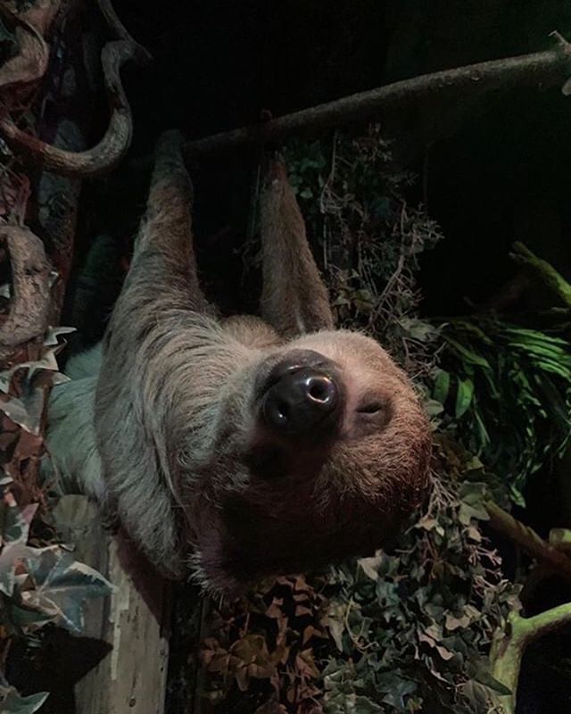instasloths's tweet photo. Notice the little bump on this adorable pregnant sloth at Amsterdam Zoo! 👶 💕 #sloths #instasloths https://t.co/cCBlCUlH4Q https://t.co/TkJbIUqdlM