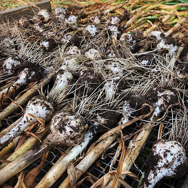 chbamey 🌱 tweet media