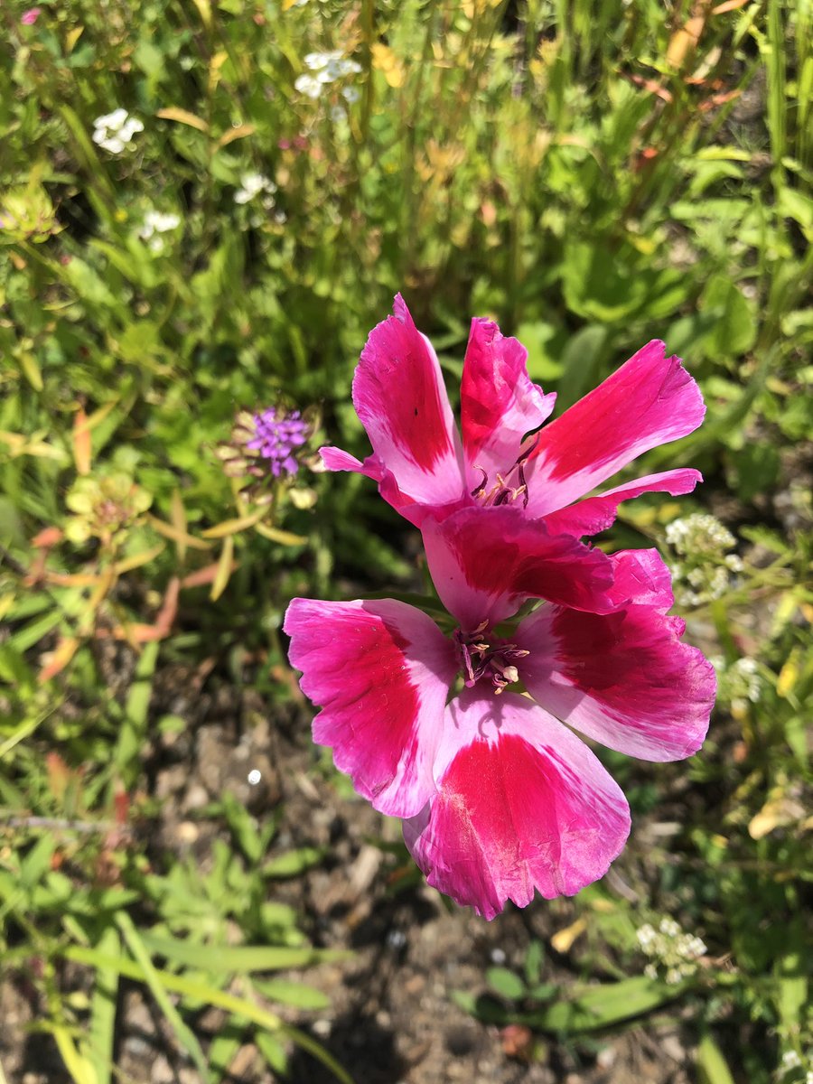 Pretty in pink 🌸
.
.
.
#farewelltospring #clarkiaamoena #pollinatorfriendly