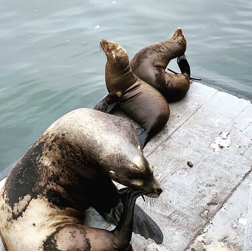 visitsantacruz's tweet photo. There’s a good reason we call them seadogs... #scratchscratch #barkbark
📍| @SantaCruzWharf
Visit these cuties on your next trip to Santa Cruz! ⬇️
https://t.co/T7KdD3VWY4
📷 | melis_runs on IG https://t.co/iW6aXIKrSC