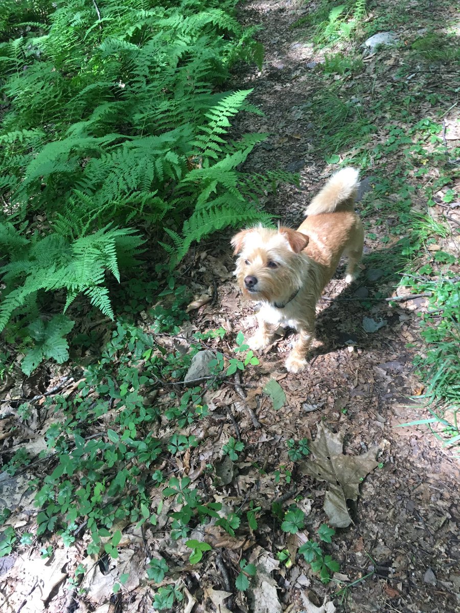 notbern's tweet photo. A gorgeous New Jersey day, a little yellow dog, &amp; a hike in #StokesStateForest . So much to be grateful for—except ⁦@realDonaldTrump⁩ is still a mentally ill moron. https://t.co/w3EthHVAM6