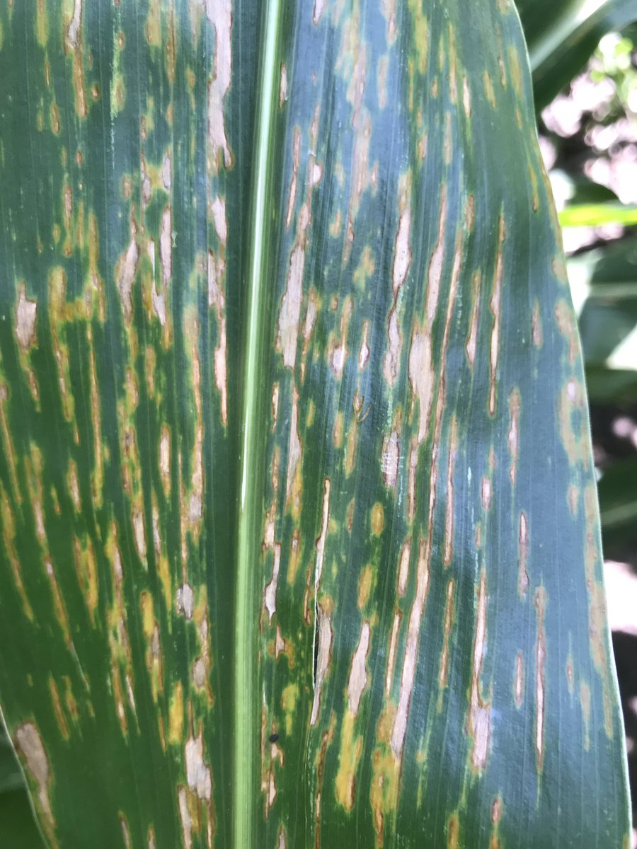 If you’re thinking Grey leaf spot when you see this picture ... guess again. It’s bacterial leaf streak. Not too hard to find in south central Minnesota. Definite varietal differences, and corn on corn tends to be worse.