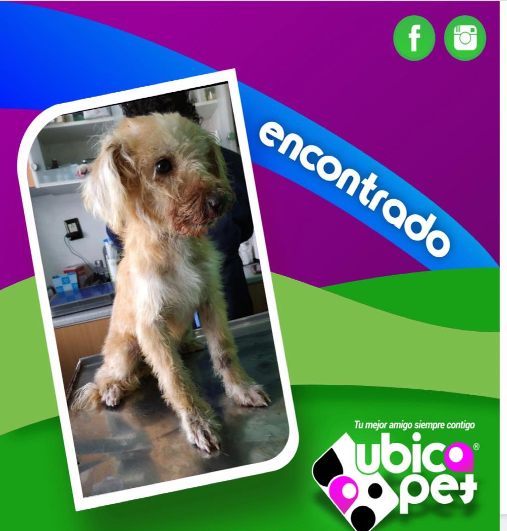 UbicapetMexico's tweet photo. E310
ATENCIÓN TOLUCA
URGE LOCALIZAR A SU FAMILIA
Hermoso perrito mestizo, cruza de Cocker con Schnauzer 6 meses
6 meses aprox.
Es macho. Informes @Ubicapet México al 5538181314, con
Andrea Sesma al 5578681030 ó con
Rubén Sesma al 7222451440.RT🙏🏼
#cockermix https://t.co/mAKQ0p2fJU
